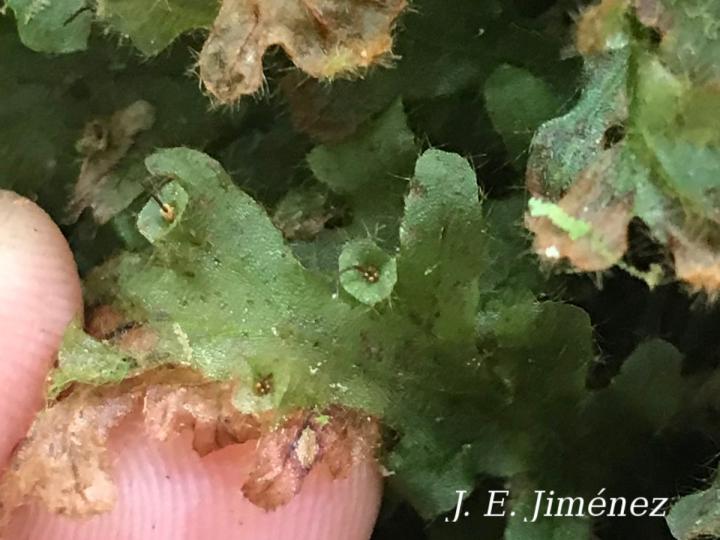Trichomanes polypodioides