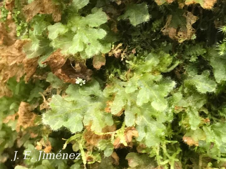 Trichomanes polypodioides