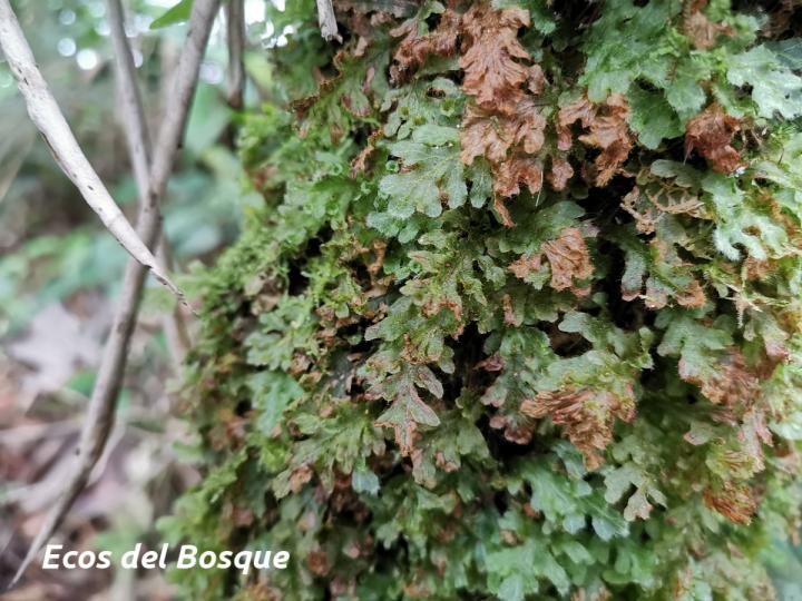 Trichomanes polypodioides