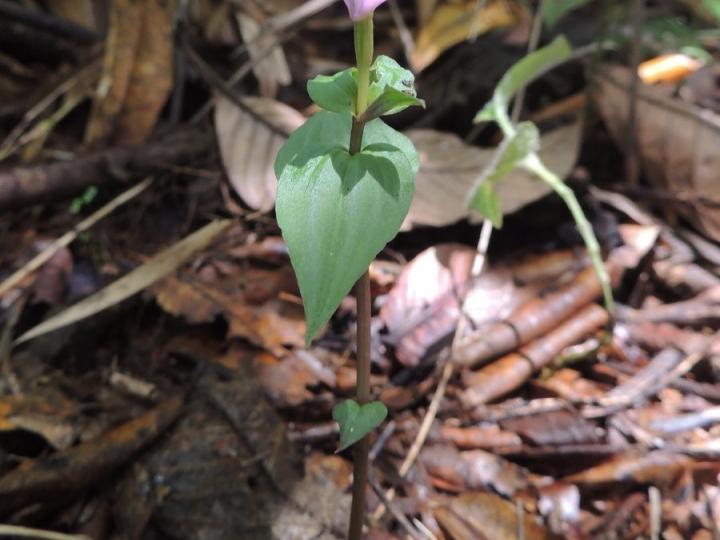 Triphora surinamensis