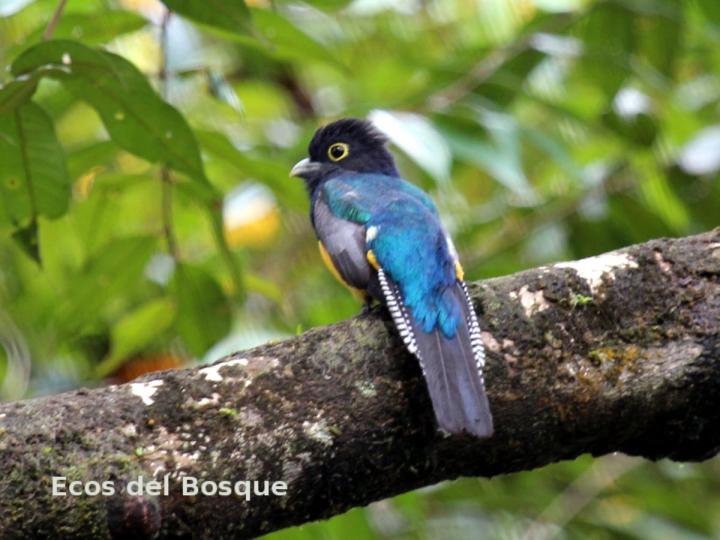 Trogon caligatus
