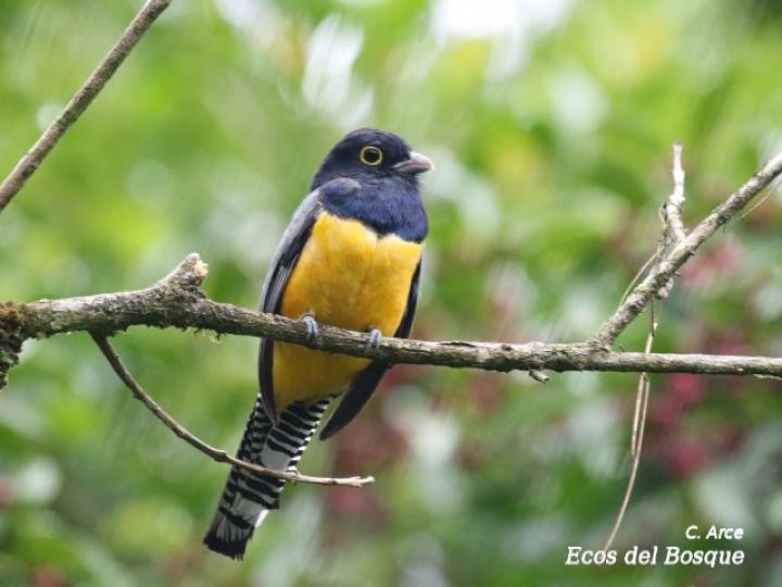 Trogon caligatus