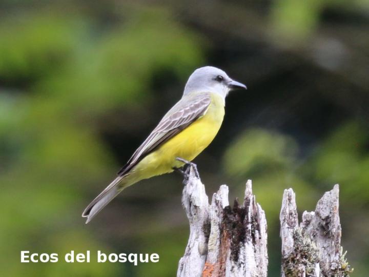 Tyrannus melancholicus