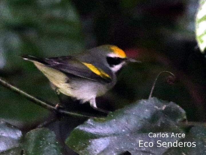 Vermivora chrysoptera