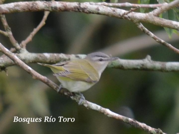 Vireo olivaceus