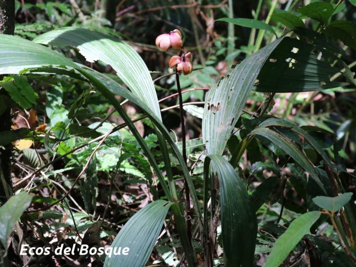 Warrea costaricensis