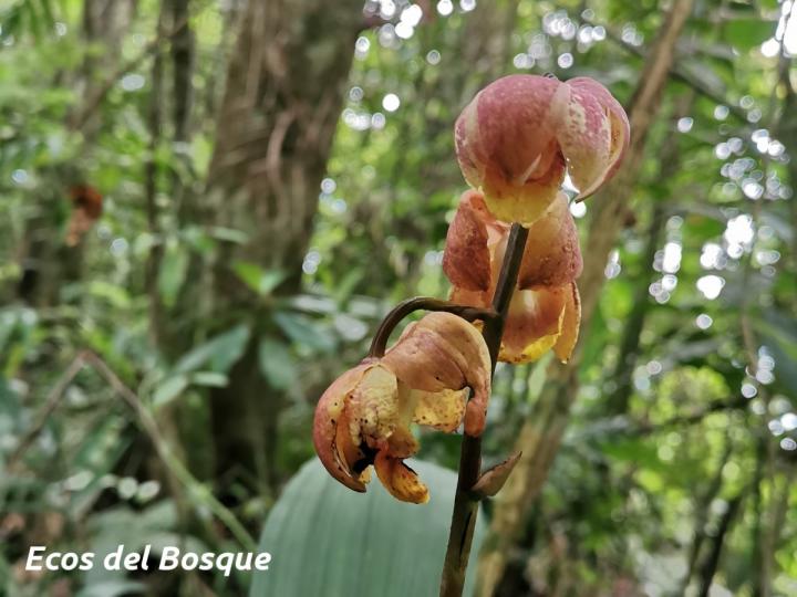Warrea costaricensis
