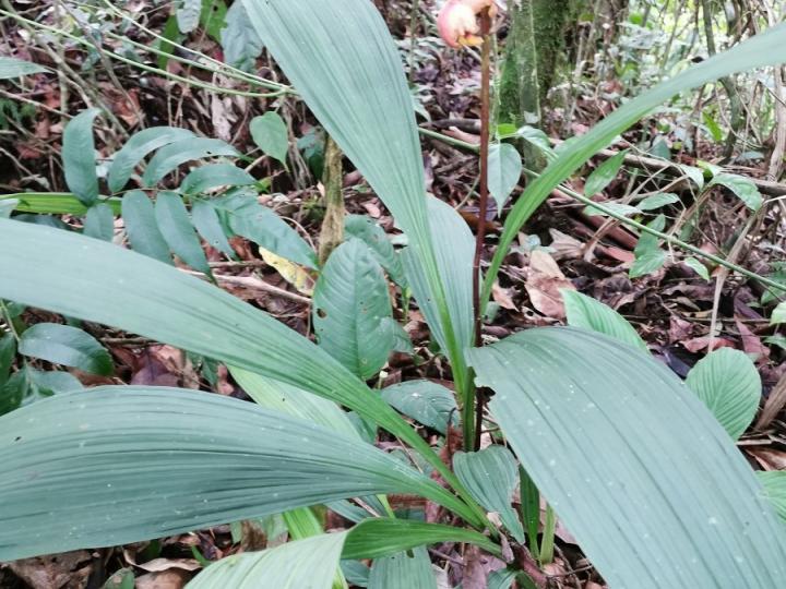 Warrea costaricensis