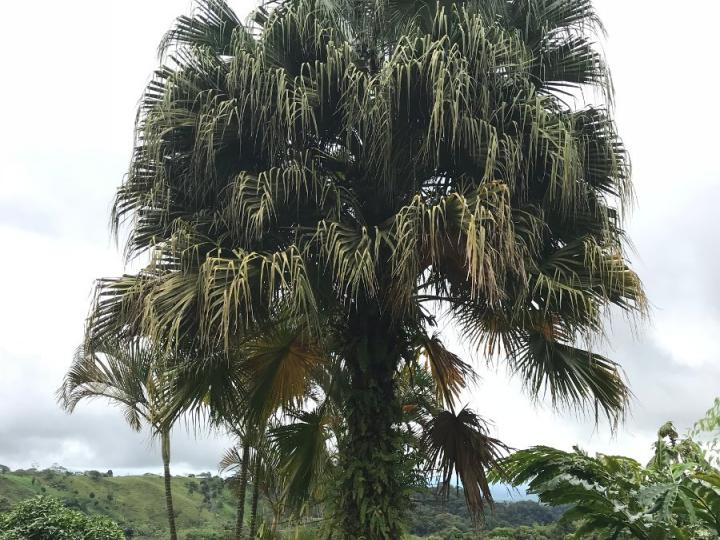 Washingtonia robusta