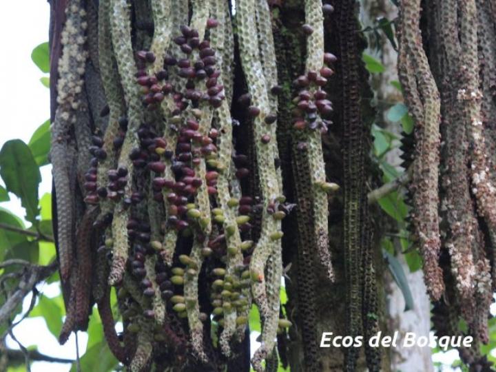 Welfia regia