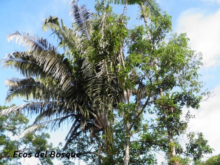 Welfia regia