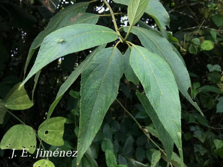 Zexmenia virgulta