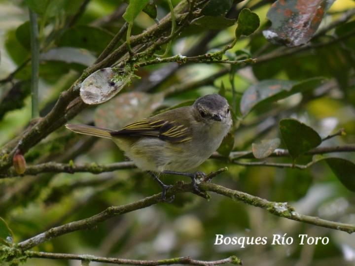 Zimmerius vilissimus