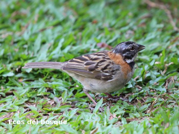 Zonotrichia capensis