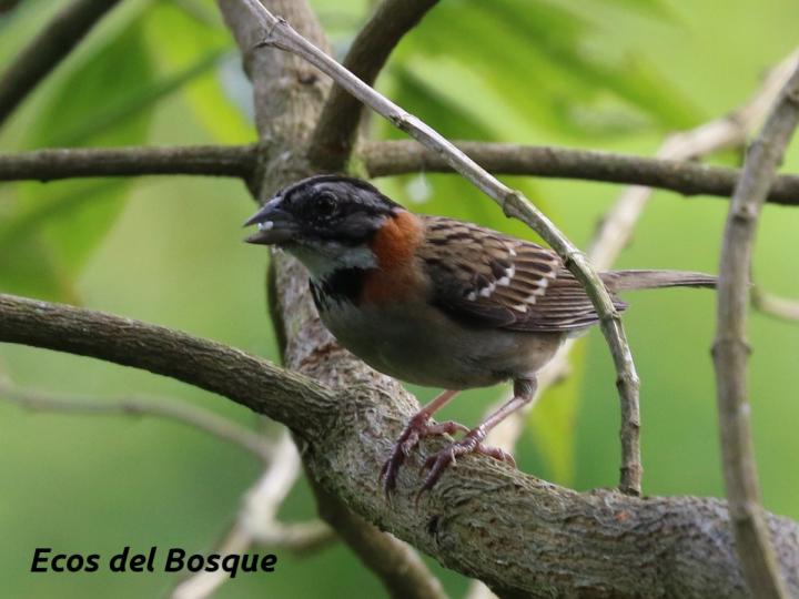 Zonotrichia capensis
