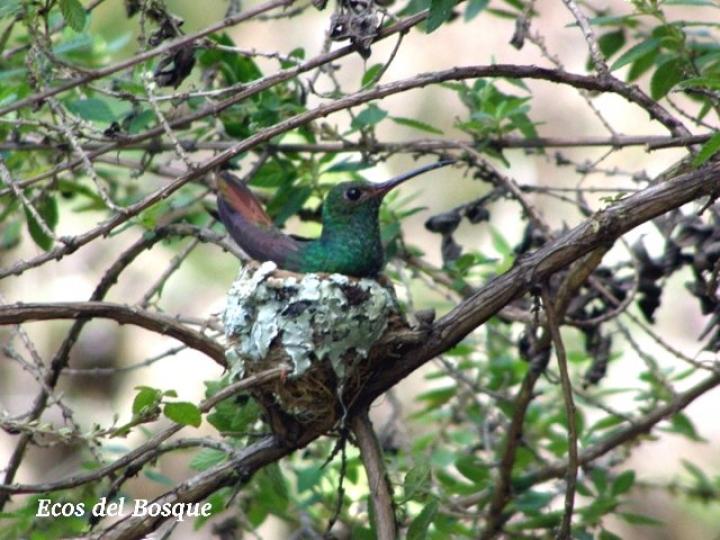 Amazilia tzacatl, anidando