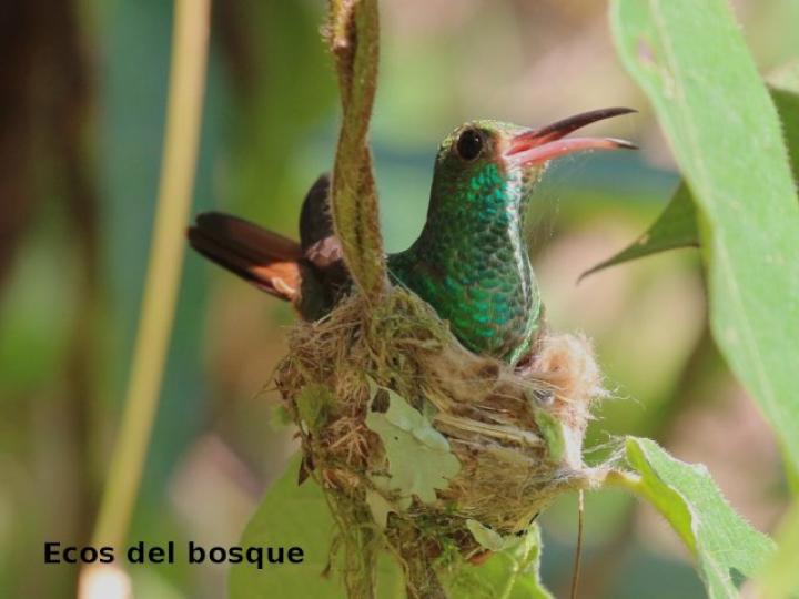 Amazilia tzacatl anidando