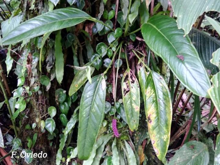 Anthurium lancifolium