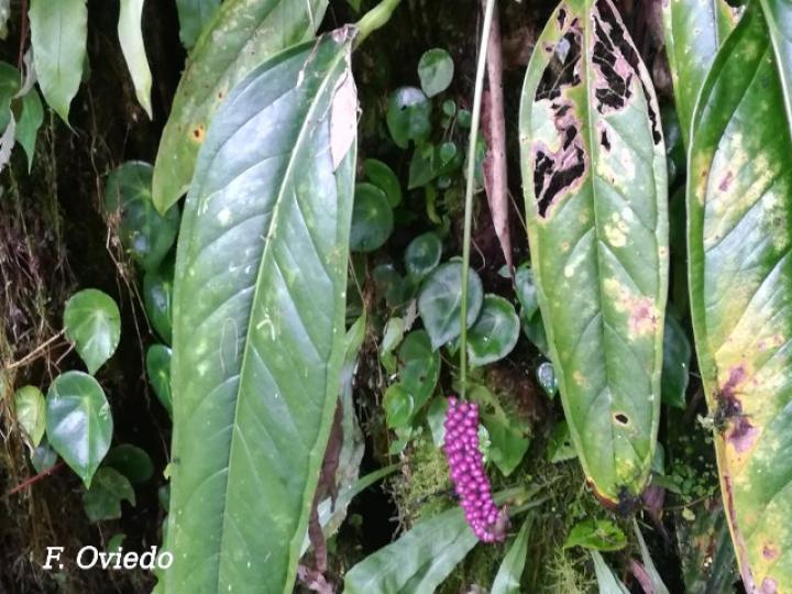 Anthurium lancifolium