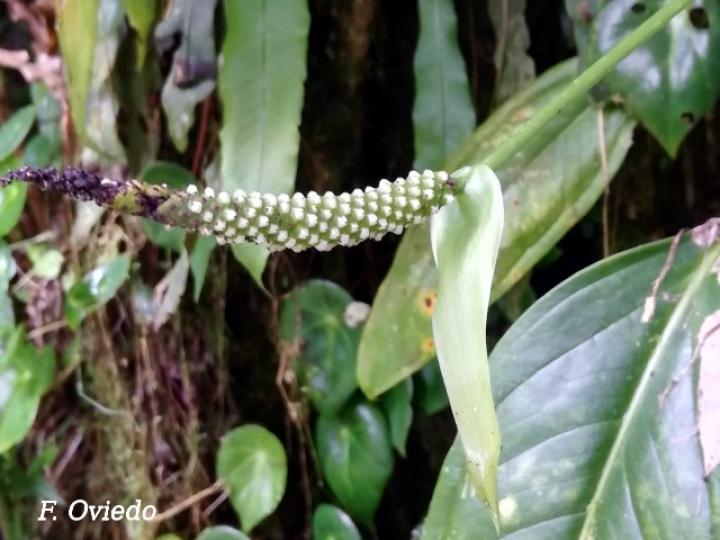 Anthurium lancifolium