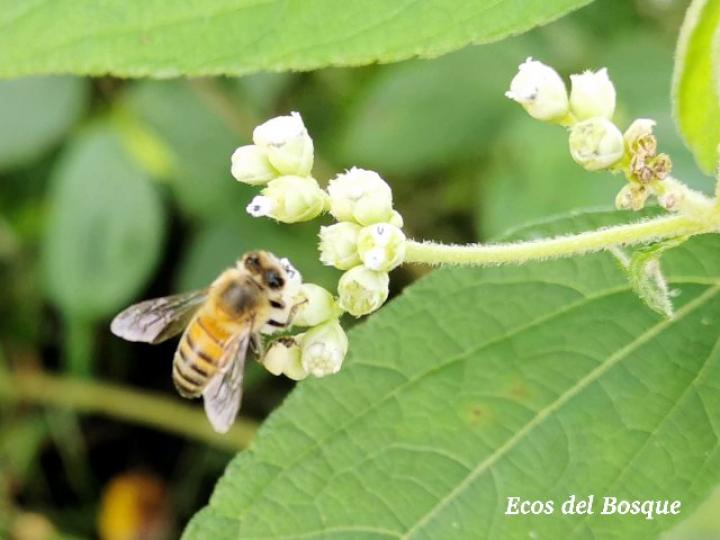 Apis mellifera en Clibadium