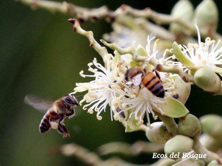 Apis mellifera en Arecaceae