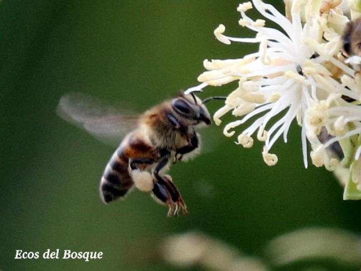 Apis mellifera en Arecaceae