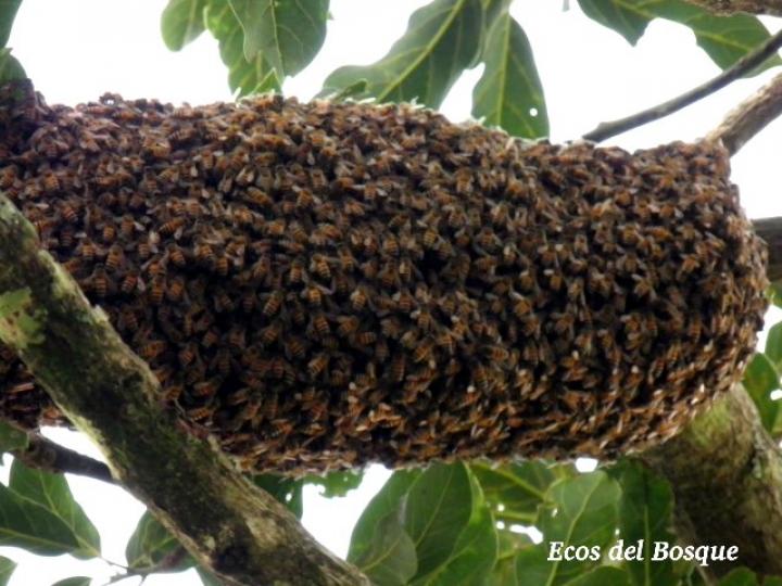 Apis mellifera, enjambre
