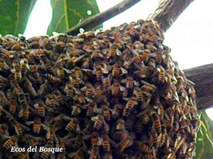 Apis mellifera,enjambre