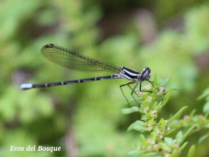 Argia gaumeri