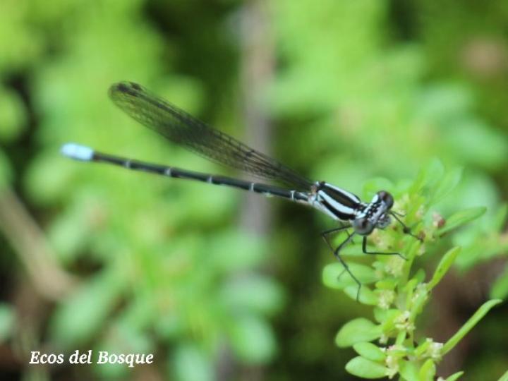 Argia gaumeri