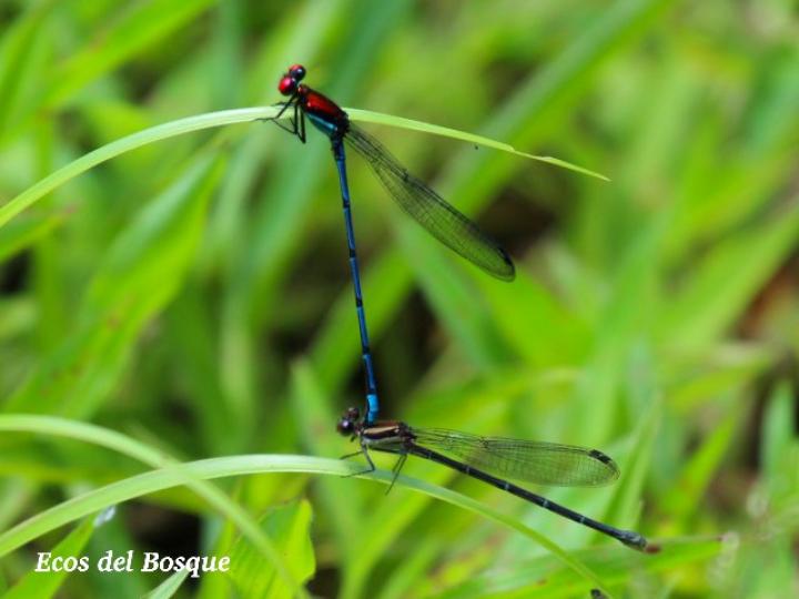 Argia oenea (Azulilla de arroyo de ojos rojos)