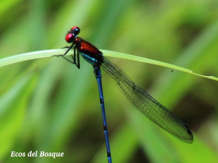 Argia oenea (Azulilla de arroyo de ojos rojos)
