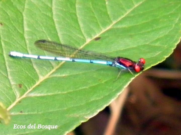 Argia oenea (Azulilla de arroyo de ojos rojos)
