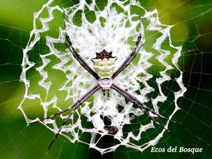 Argiope savignyi