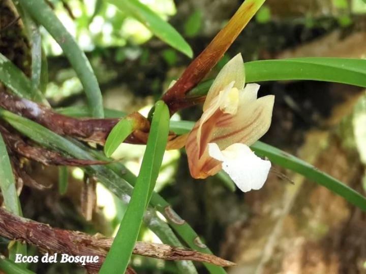 Christensonella uncata, flor.