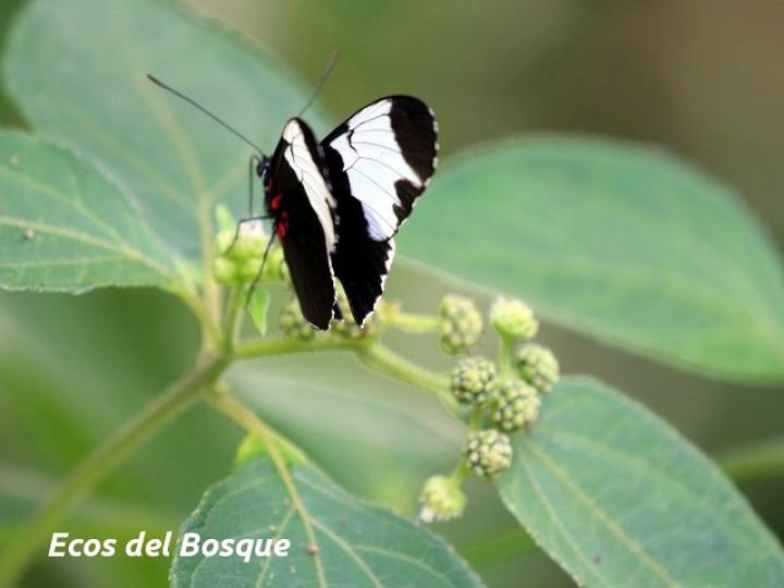Mariposa en Clibadium surinamense