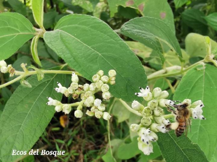Apis mellifera en Clibadium