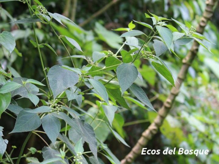 Clibadium surinamense