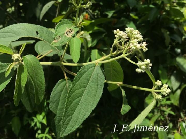 Clibadium surinamense