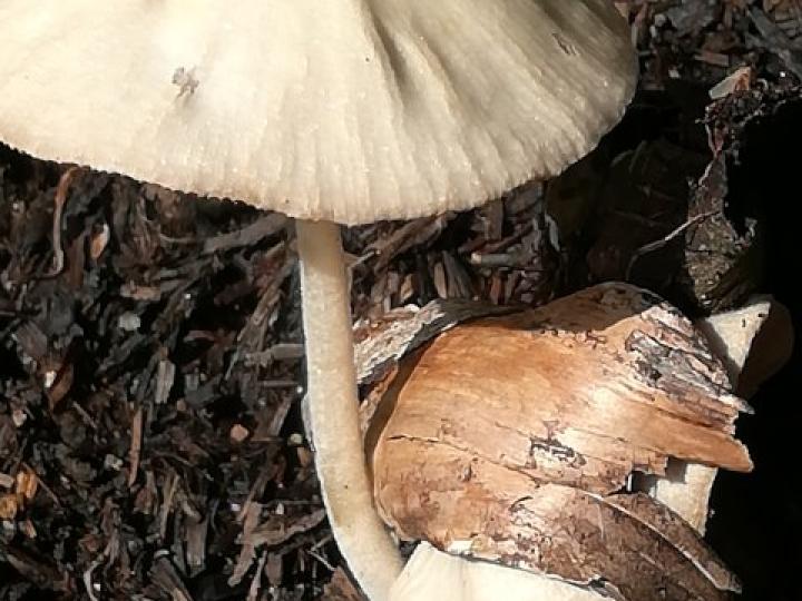 Hongo del género Collybia