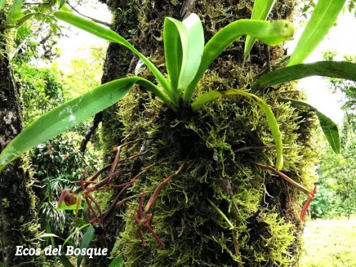 Cryptocentrum latifolium