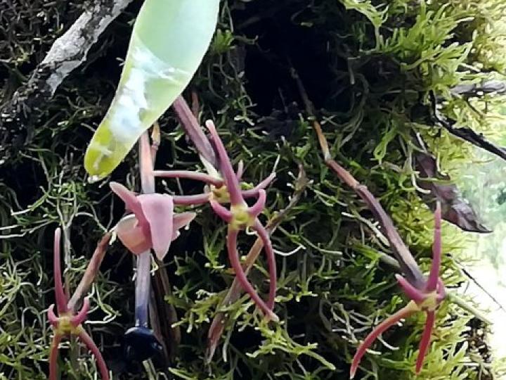 Cryptocentrum latifolium