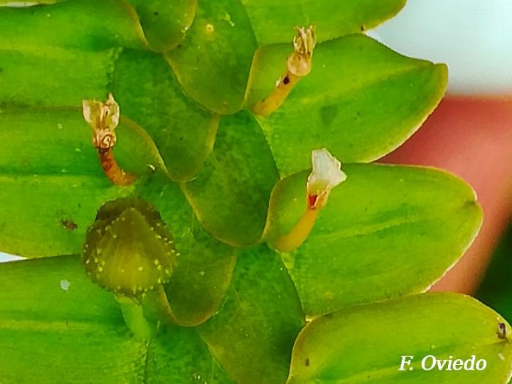Dichaea cryptarrhena
