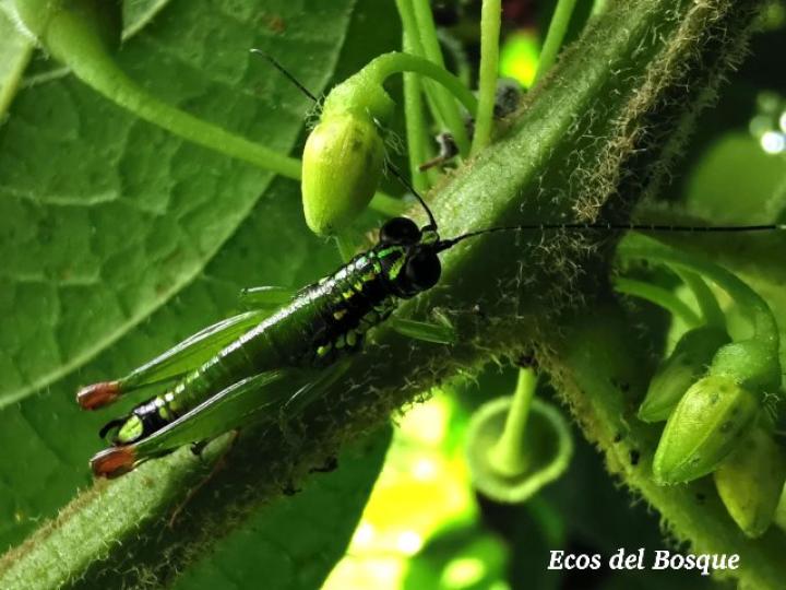 Drymophilacris bimaculata en Witheringia