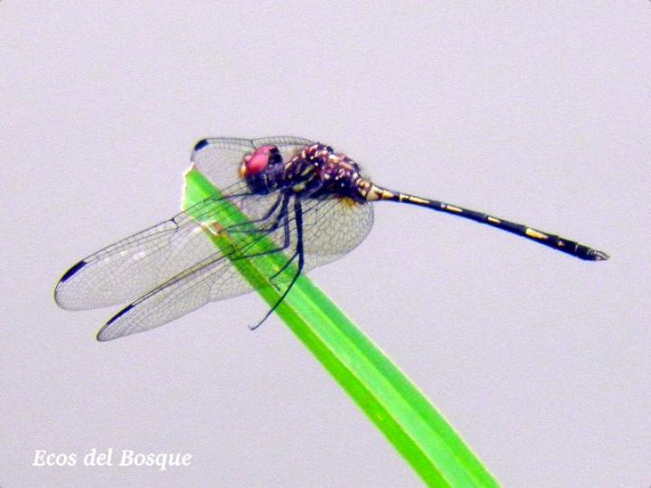 Dythemis sterilis