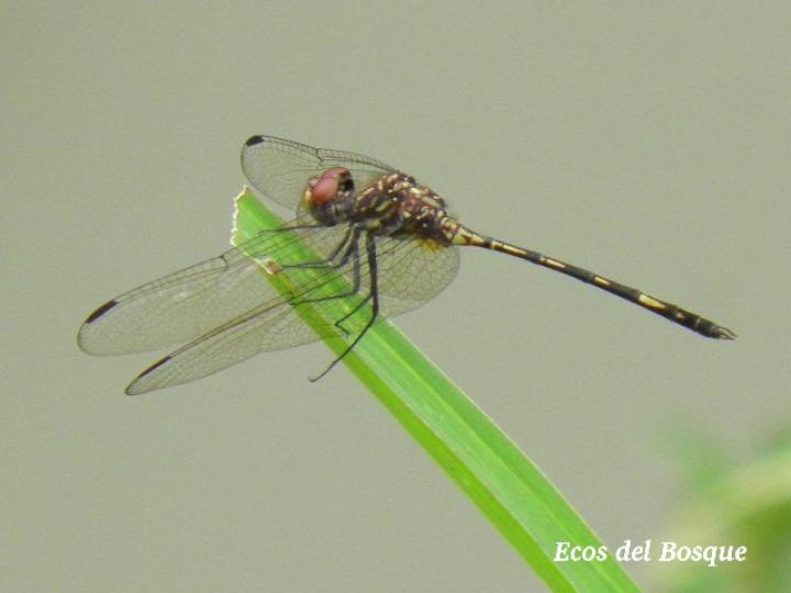 Dythemis sterilis