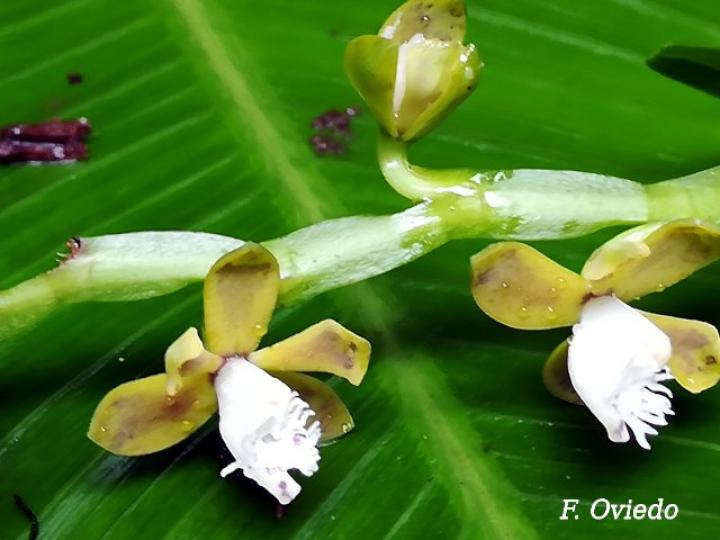 Epidendrum alfaroi