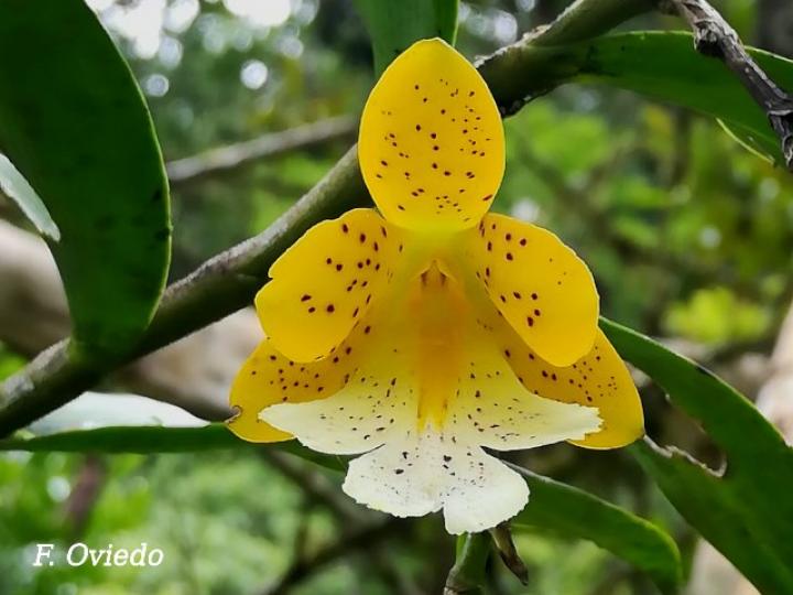 Epidendrum wallisii