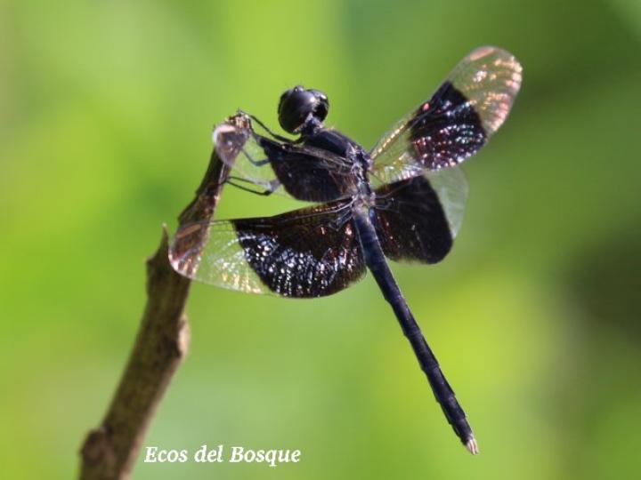 Erythrodiplax funerea (Rayadora de alas negras)